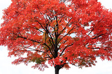 Red Maple Tree On Light-grey Background