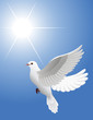 White dove, vector illustration