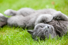 Gray Cat Enjoying Summer On Green Grass