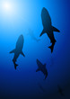 Leinwandbild Motiv Deep blue shark background