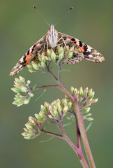 Canvas Print - Underside of Painted lady butterfly