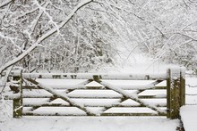 Wooden Gate In Snow