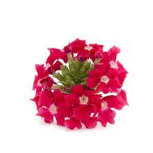Red Verbena Flower Isolated On White Background