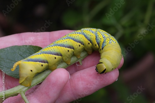 gund giant caterpillar