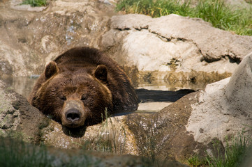 borwn grizzly bear resting in a river