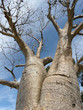 Boab Tree in  Australien