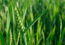 Green Wheat Plant On A Field