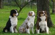 © Dogs - pose de trois adultes berger australien