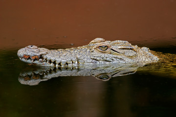 Sticker - Nile crocodile (Crocodylus niloticus), South Africa.