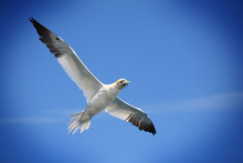 Flying Northern Gannet Against A Blue Sky, Vignetting Effect.