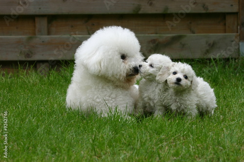 Bichon Frise Chiot Et Mere Bisou Bisou Dans L Herbe Stock Photo Adobe Stock Bichon Frise Chiot Et Mere Bisou Bisou Dans L Herbe Stock Photo Adobe Stock