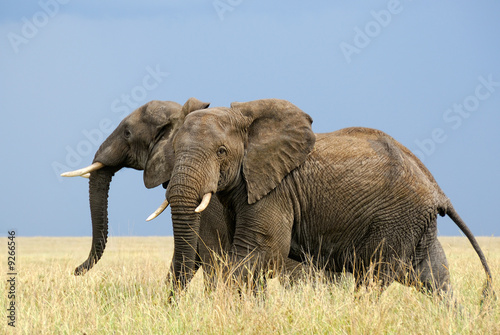 Photo Two afraid african elephants running in savanna