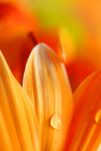 Close Up Shot Of Water Drop Lets On Orange Petals
