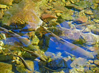 Wall Mural - Salmon on Spawing 2