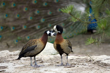 Ducks In Love Kissing Each Other, Standing On The Rock