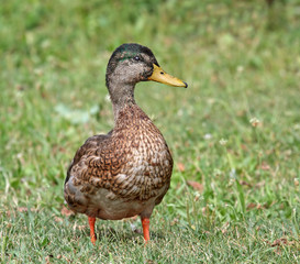 Wall Mural - Mallard duck standing in the grass