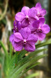 Orchid Ascocenda g. (unnamed hybrid)
