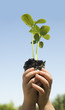 © BCFC - Child holding plant with soil and roots showing