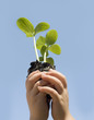 © BCFC - Child holding plant with soil and roots showing