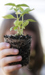 © BCFC - Child holding plant with soil and roots showing