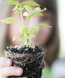 © BCFC - Child holding plant with soil and roots showing