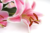 Close Up of pink lillies on white
