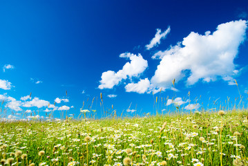 field of daisies and perfect sky