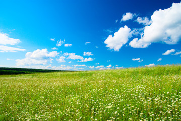 field of daisies and perfect sky