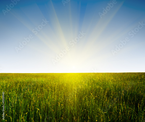 Jalousie-Rollo - field of grass and sunset (von Iakov Kalinin)