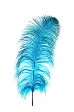 Ostrich Feather Dyed Blue Against A White Background