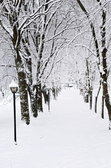 Canvas Print - Lane in winter park with snow covered trees