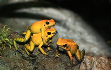 Yellow Tree Frogs Copulating