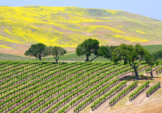 Fototapete - A wine vineyard near Santa Barbara, California.