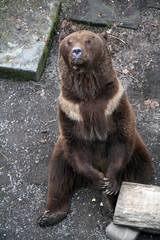 Brown bear in the bear pit at Bern, Switzerland