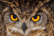 Close-up Of A Cape Eagle Owl With Large Piercing Yellow Eyes