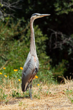 A Great Blue Heron Standing Tall In Grass At Stanford