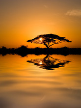 Acacia Tree At Sunrise