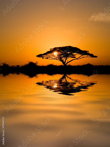 Fototeppich crystal velvet - Acacia Tree at Sunrise (von Antonio Jorge Nunes)