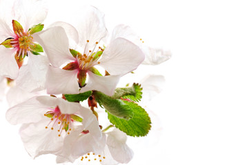 Wall Mural - Macro of pink cherry blossoms isolated on white background