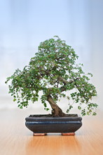 Green Bonsai Tree In Pot Over Blue Background