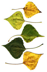 Wall Mural - leaves