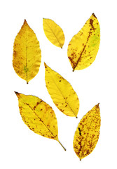 Wall Mural - autumn leaves