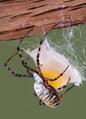 Sticker - Spider building an egg case