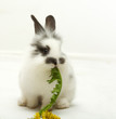 Leinwanddruck Bild Small rabbit with a dandelion