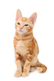 Fototapeta Koty - Orange tabby kitten in isolated white background