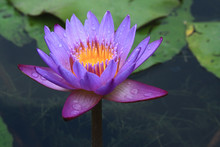 Purple Water Lily In A Pond.