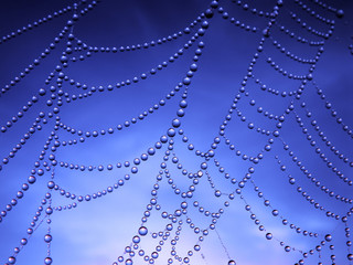 Wall Mural - close up of a spider web with dew drops
