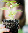 © BCFC - Child holding plant with soil and roots showing