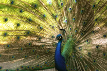 Indian Peacock With Spread Fan Tail