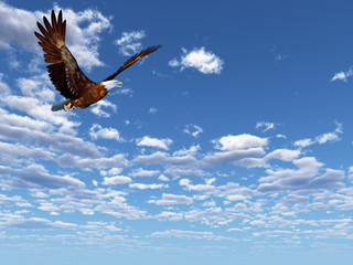  Eagle flying on a background of the dark blue sky